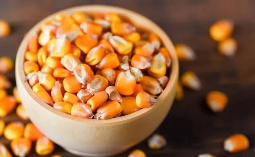 中國種業窘境的成因